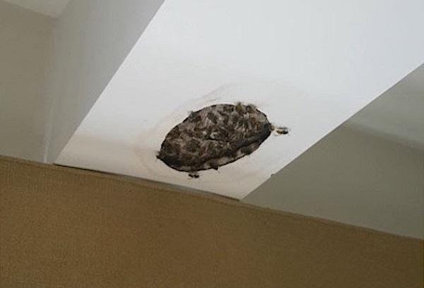Осиное гнездо в стене