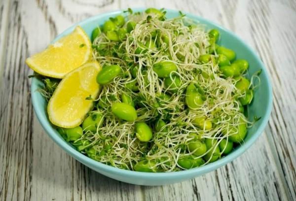Салат с микрозеленью люцерна