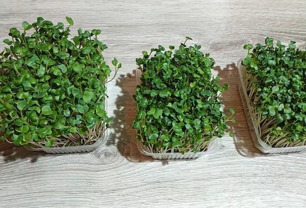 Микрозелень редис